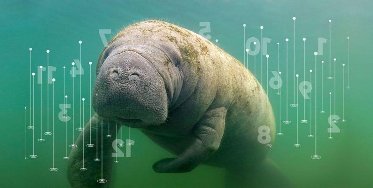 Manatee Conservation